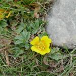 Potentilla aurea - mochna zlatá (kousek pod vrcholem)