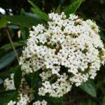 Kalina svrasklá - Viburnum rhytidophylum