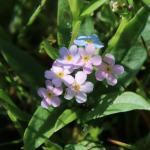 Pomněnka bahenní - Myosotis palustris