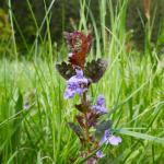 Popenec obecný - Glechoma hederacea