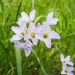 Řeřišnice luční - cardamine prtensis