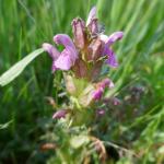 Všivec ladní - Pedicularis sylvatice