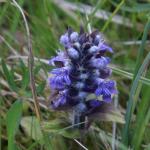 zběhovec lesní - Ajuga genevensis