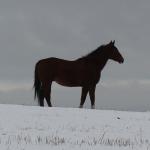 Fotoreport - vycházka Chrochrobar 5.1.2019