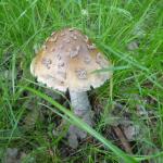 Muchomůrka stroupkatá - Amanita ceciliae