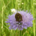 Kněžice měnlivá - Carpocoris pudicus