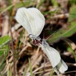 Bělásci hrachoroví - Leptidea sinapis