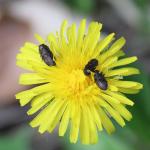 květokrasi (Antharia) na květu škardy (crepis biennis)