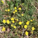 Mochna chlumní - Potentilla collina