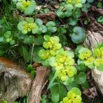 Mokrýš střídavolistý - Chrysosplenium alternifolium