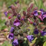 Plicník tmavý - Pulmonaria obscura