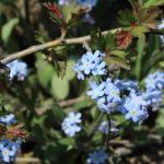 Pomněnka lesní - Myosotis sylvatica