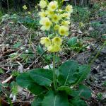 Prvosenka jarní - primula veris