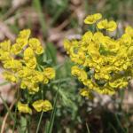 Pryšec chvojka -Euphorbia cyparissias