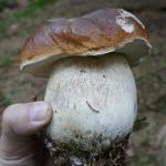 hřib smrkový - Boletus edulis