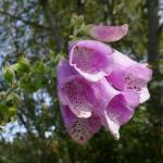 náprstník - Digitalis purpurea