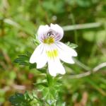 světlík - Euphrasia rostkoviana