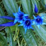 hořec tolitovitý - Gentiana asclepiadea