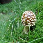 muchomůrka tygrovaná - Amanita pantherina