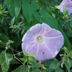 opletník plotní - Calystegia sepium