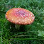 muchomůrka červená - Amanita muscaria