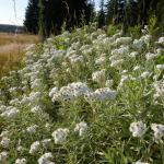 plesnivka perlová - Anaphalis margaritacea (nepůvodní druh)