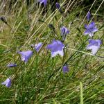 zvonek český – Campanula bohemica