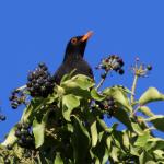 kos černý (Turdus merula) na břečťanu popínavém (hedera helix)