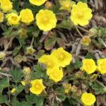 mochna písečná - Potentilla incana