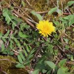 Pampeliška (Taraxacum)