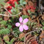 Pumpava obecná (Erodium cicutarium)