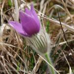 Koniklec velkokvětý (Pulsatilla grandis)