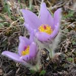 Koniklec velkokvětý (Pulsatilla grandis)