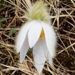 Koniklec velkokvětý (Pulsatilla grandis) - bílá forma