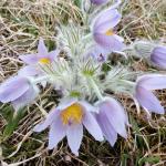 Koniklec velkokvětý (Pulsatilla grandis)