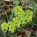 Pryšec chvojka (Euphorbia cyparissias)