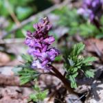 dymnivka nízká-  Corydalis pumila