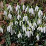 sněženka podsněžník - Galanthus nivalis