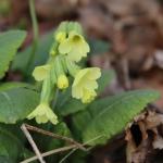 prvosenka jarní - Primula veris