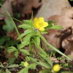 sasanka pryskyřníkovitá - anemone ranunculoides