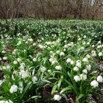 bledule jarní - Leucojum vernum