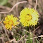 podběl lékařský - Tussilago farfara