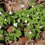 sasanka hajní - anemone nemorosa