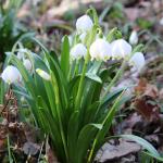 bledule jarní - leucojum vernum