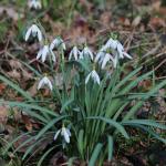 sněženka podsněžník - galanthus nivalis