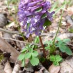 dymnivka plná - corydalis solida