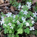 zapalice žluťuchovitá - isopyrum thalictroides