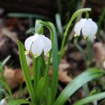 bledule jarní - leucojum vernum