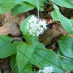 pstroček dvoulistý - Maianthemum bifolium