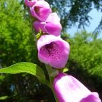 náprstník červený - digitalis purpurea